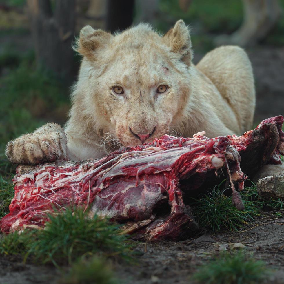 porträtt av cape lion foto