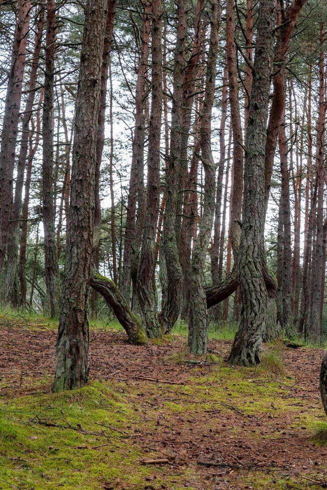 en bild av en dansande skog på den curonian spotten i Kaliningrad-regionen i Ryssland. foto