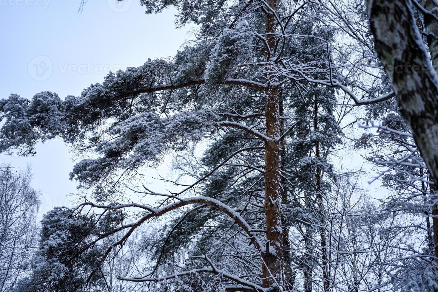 skogsträd natur snö skog bakgrunder. foto