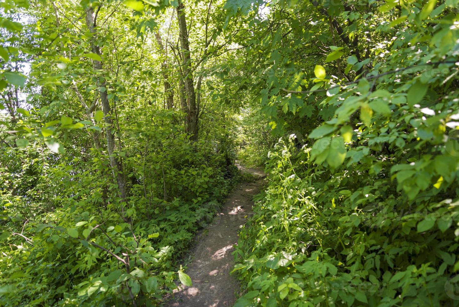 en stig mellan träd i en sommarskog. foto