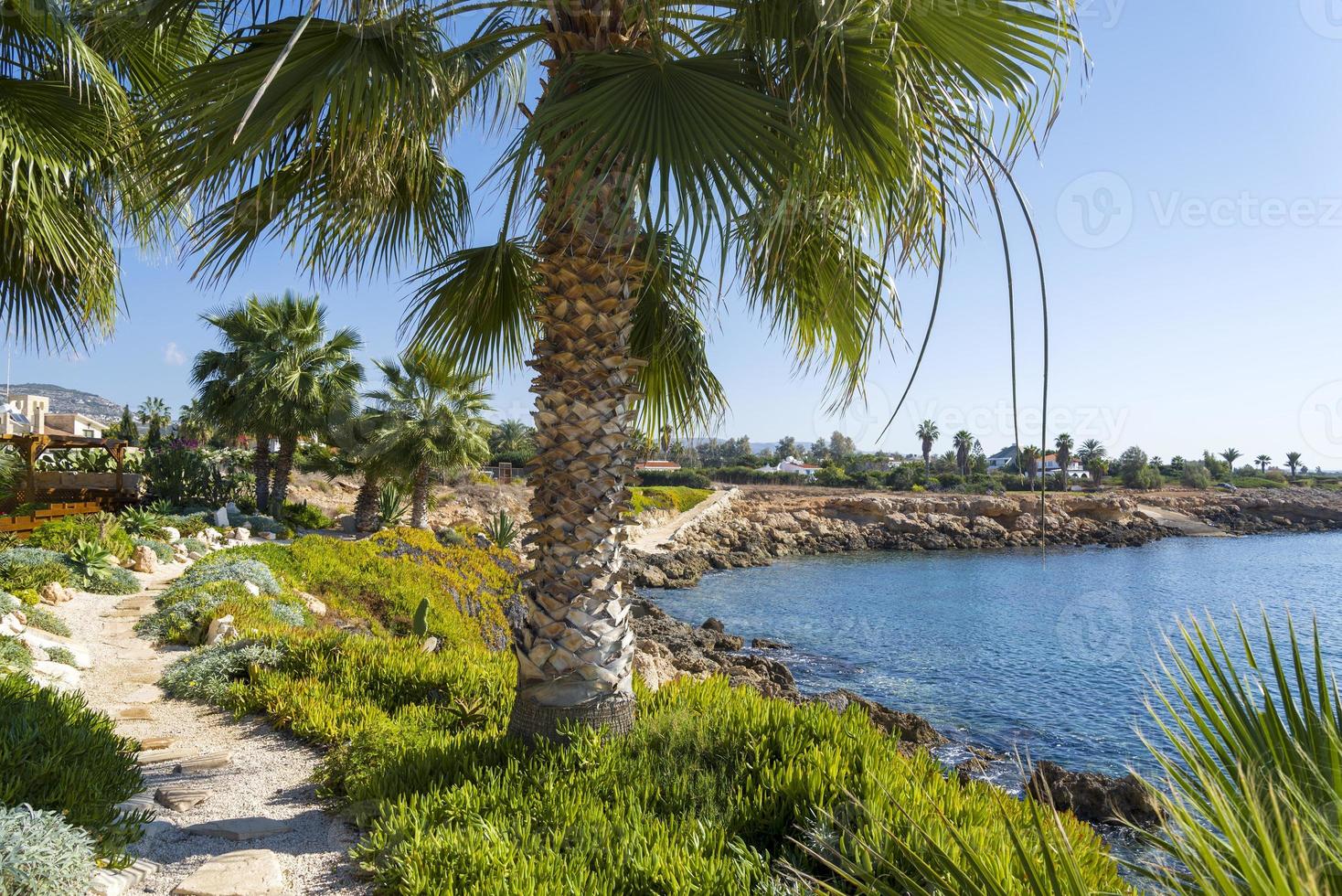palmer på den klippiga stranden på Cypern. foto