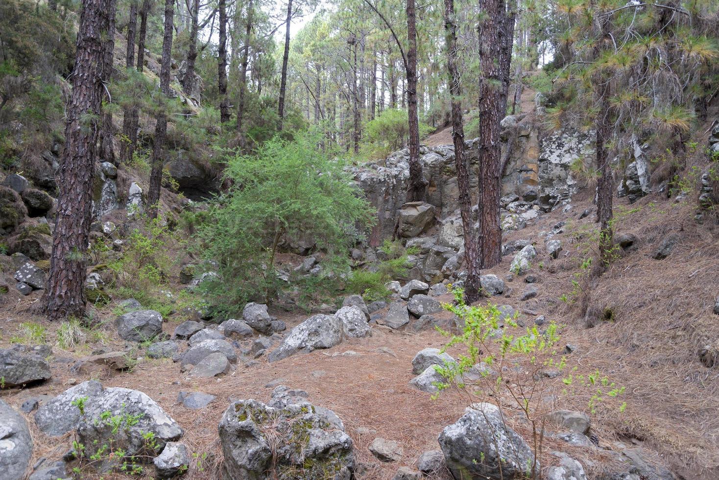 tät, vacker skog på ön teneriffa. foto