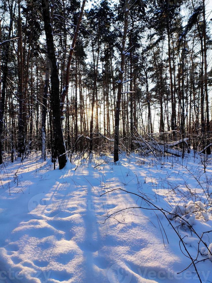 solnedgång i snöig vintergranskog. solens strålar bryter igenom trädstammarna. foto