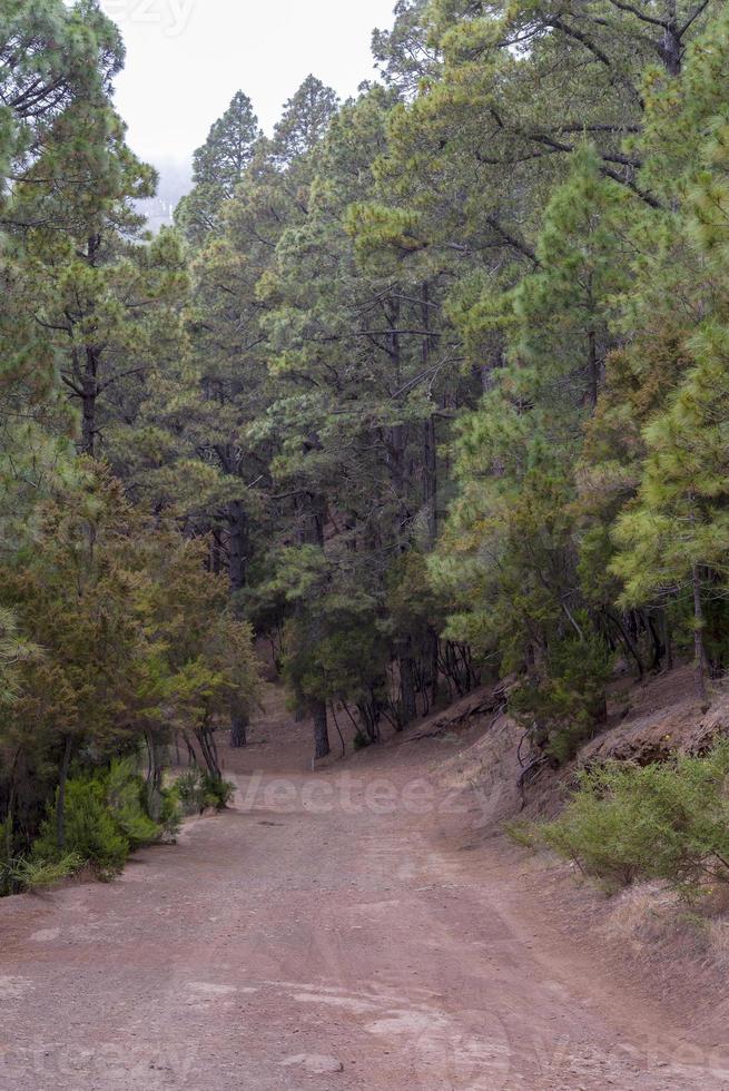 tät skog på ön teneriffa. foto