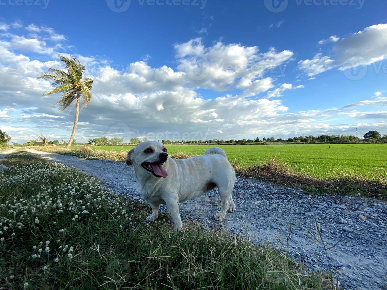 blå himmel på en grön risfältatmosfär med liten hund foto