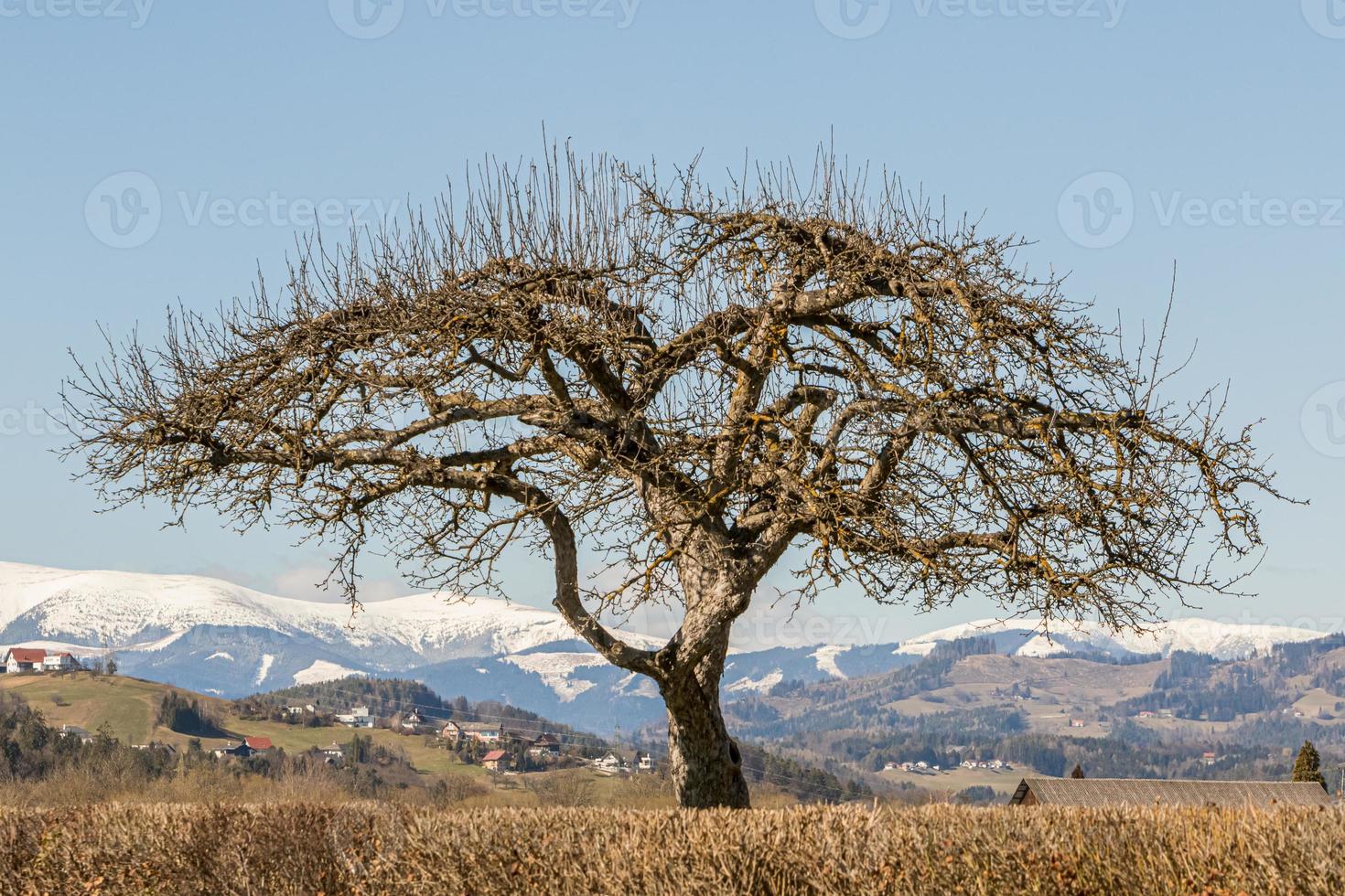 ett ensamt träd utan löv på en grön kulle, med snöklädda berg och en blå himmel i bakgrunden. foto