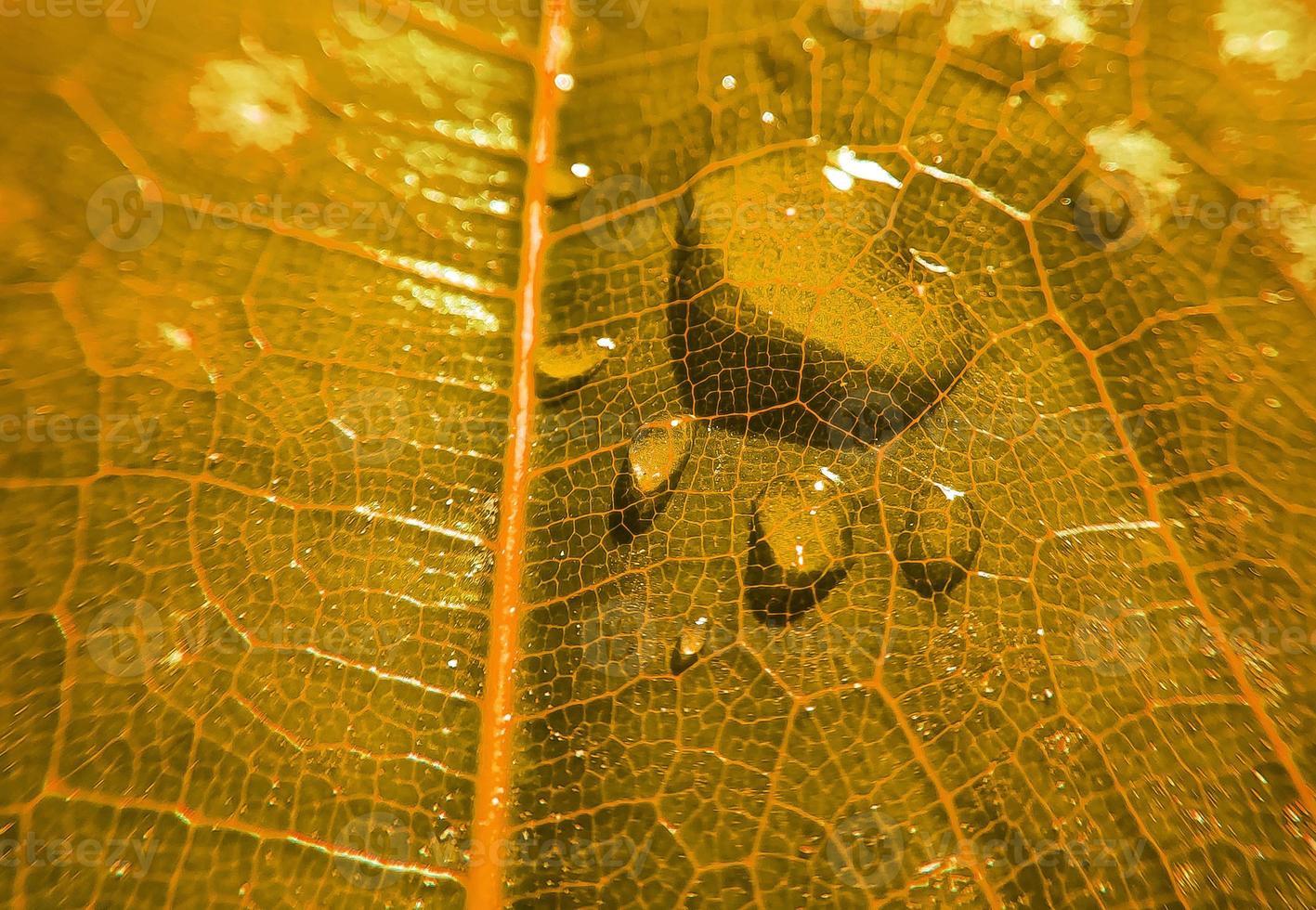 naturlig bakgrund närbild. vackra droppar genomskinligt regnvatten på ett färgat bladmakro. foto