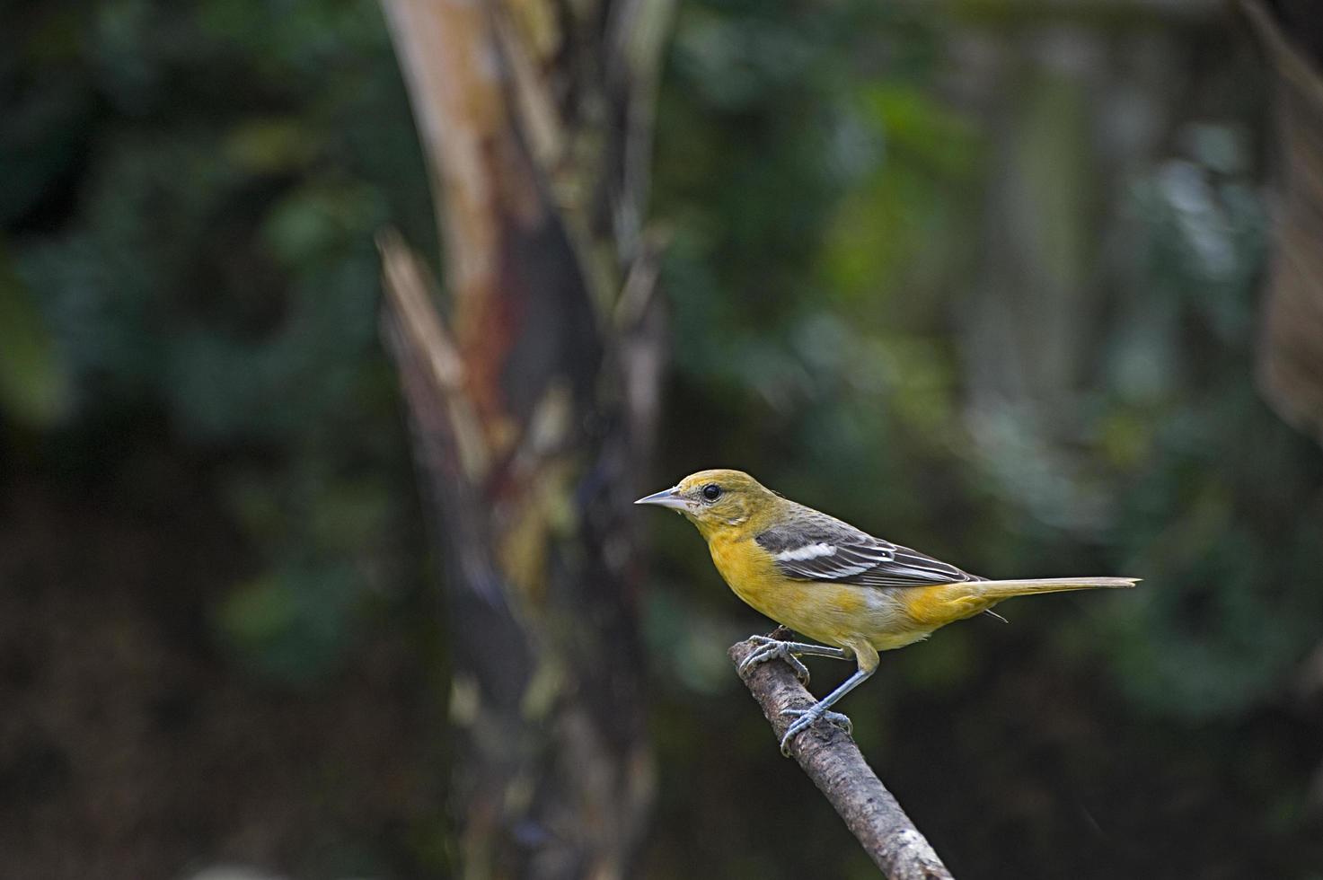 baltimore oriole ungdom 1 foto