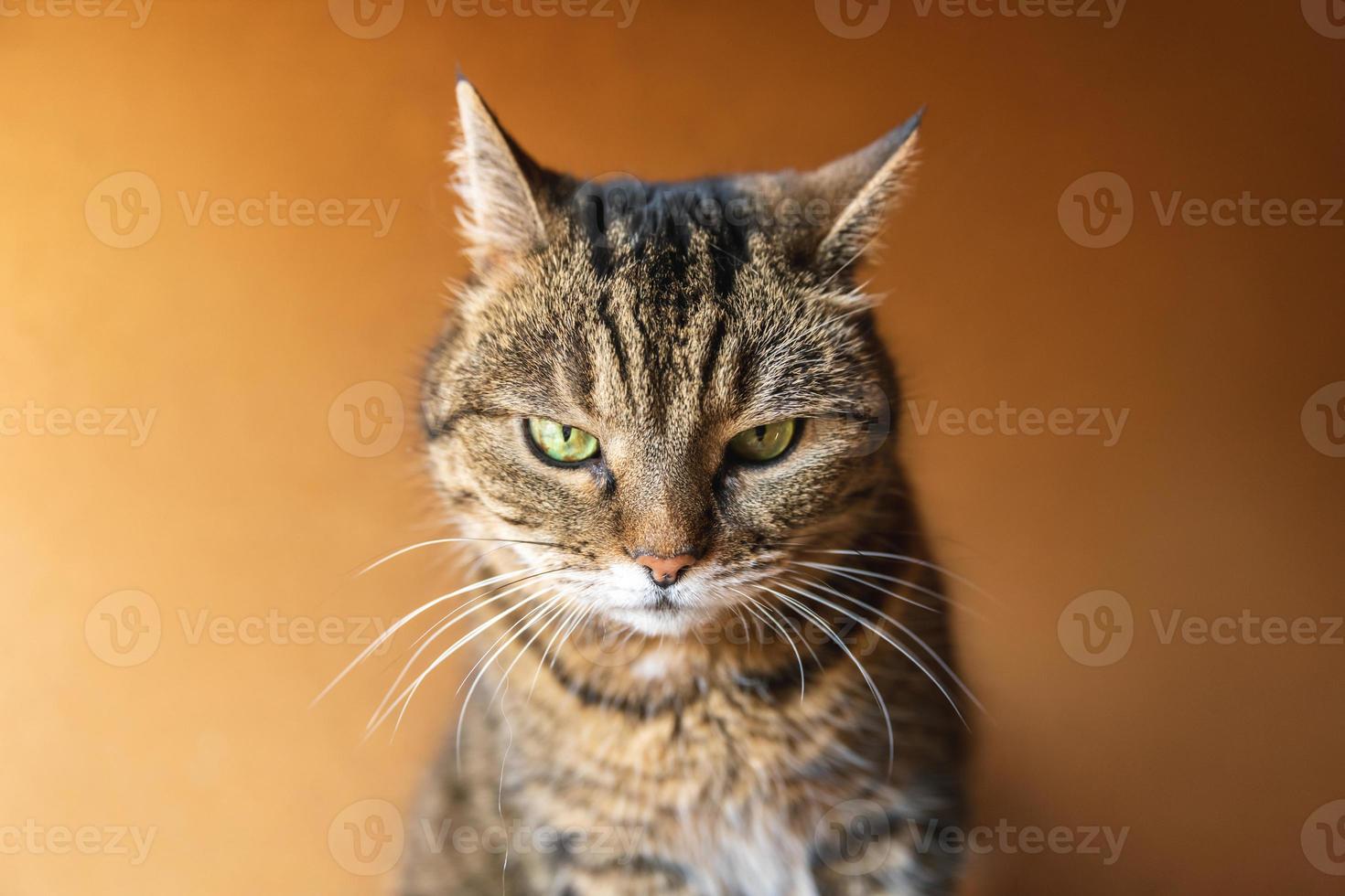 roliga porträtt arrogant korthårig tabby katt poserar på mörkbrun bakgrund. liten kattunge som leker vilar hemma inomhus. husdjursvård och djurlivskoncept. foto