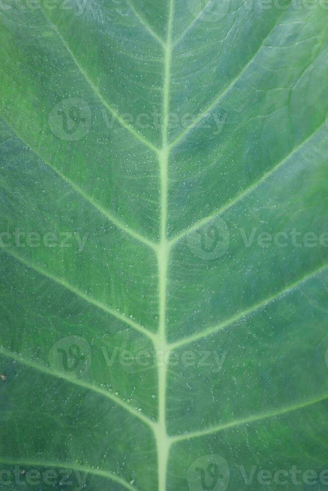 en fantastisk detalj av bladytan med droppar på toppen foto