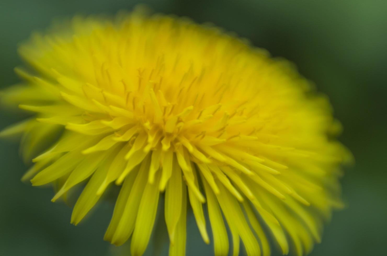 maskros blomma detalj foto