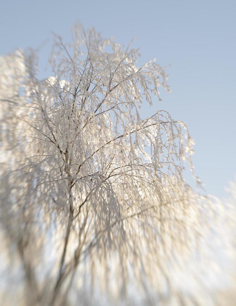 vinterfrost på trädgrenar foto