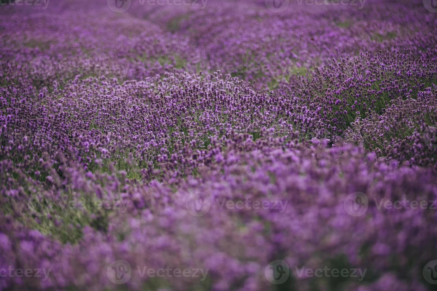 lavendel fält i Provence, blommande violett doftande lavendel blommor. växande lavendel som svänger på vinden över solnedgångshimlen, foto