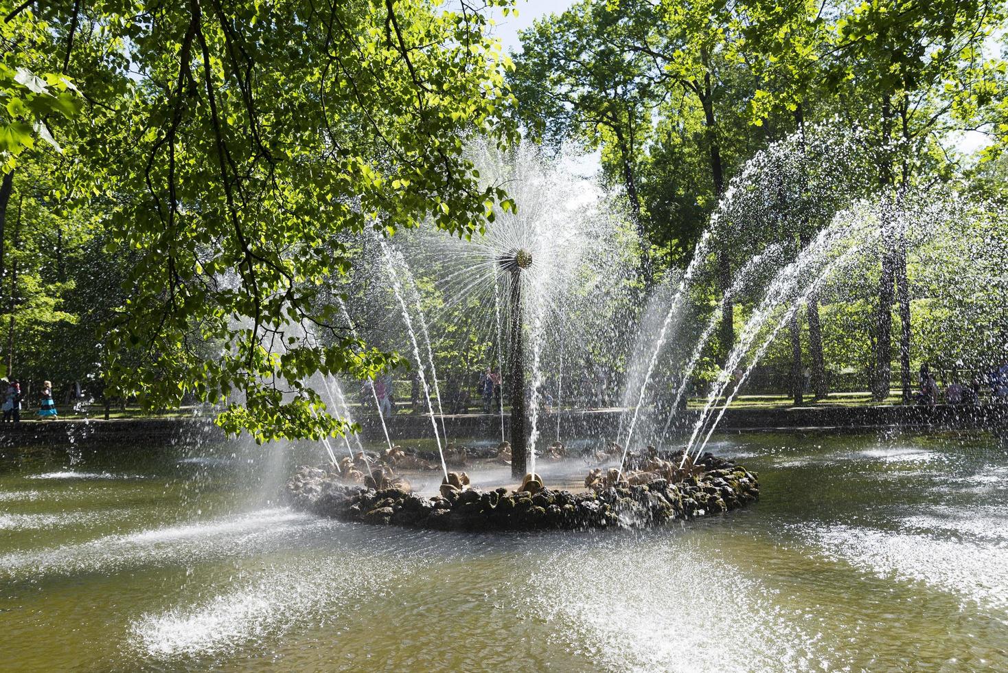 fontänen i nedre trädgården på peterhof. foto