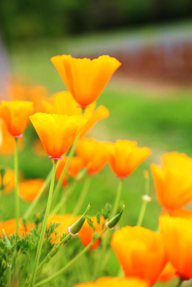 blommande vallmo med gröna blad, levande naturlig natur foto