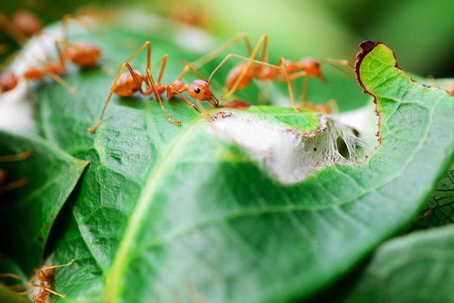 närbild av röd myra på växt foto