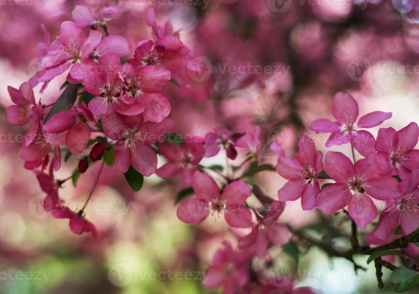 vårrosa blomma foto