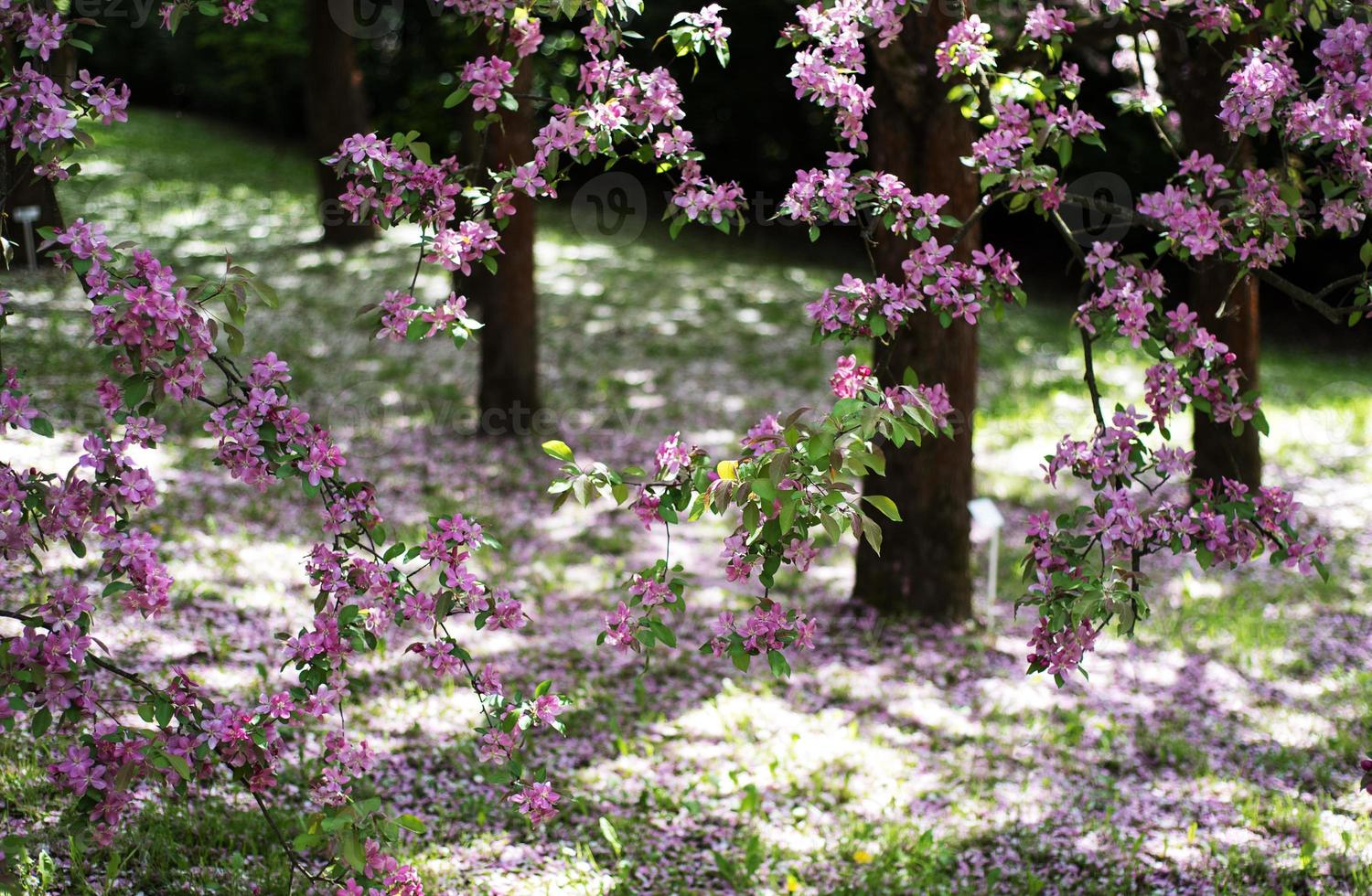 vårrosa blomma foto