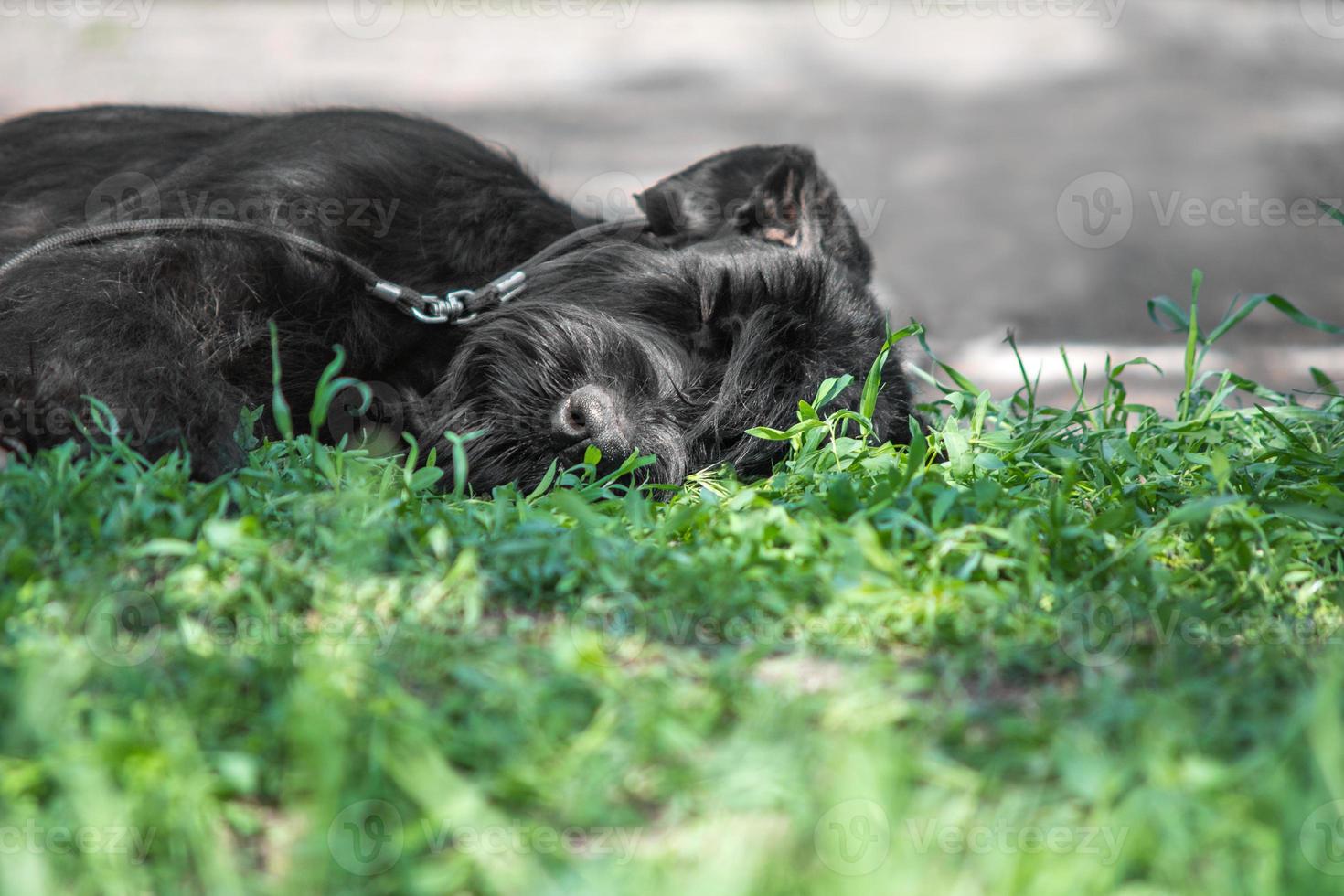 svart hundras jätteschnauzer sover i det gröna gräset en varm dag foto