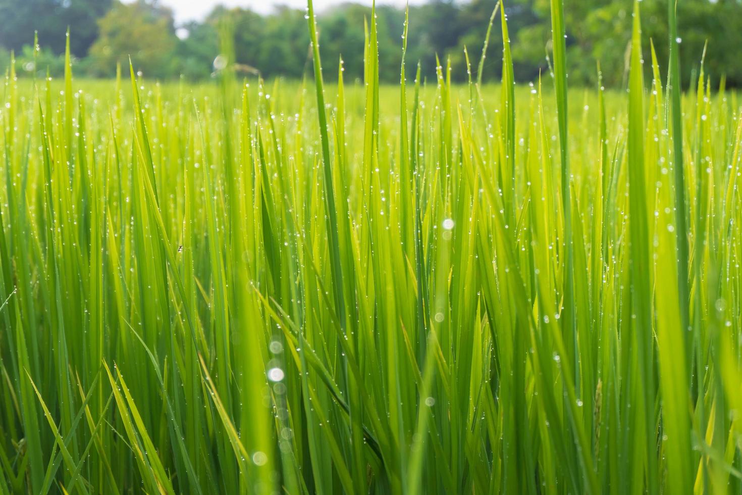 grönt ris växt bakgrund med vattendroppar foto