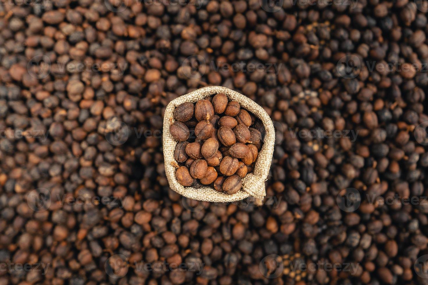 kaffebönor torkas i växthuset. foto