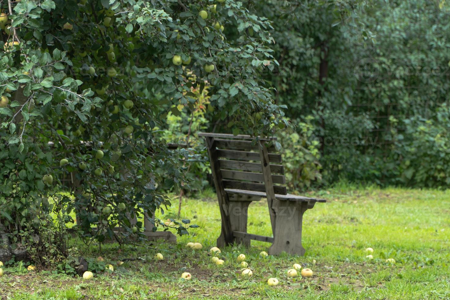 mogna äpplen på marken i trädgården med bänk foto