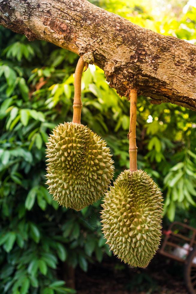 durian i trädgården i landet thailand foto