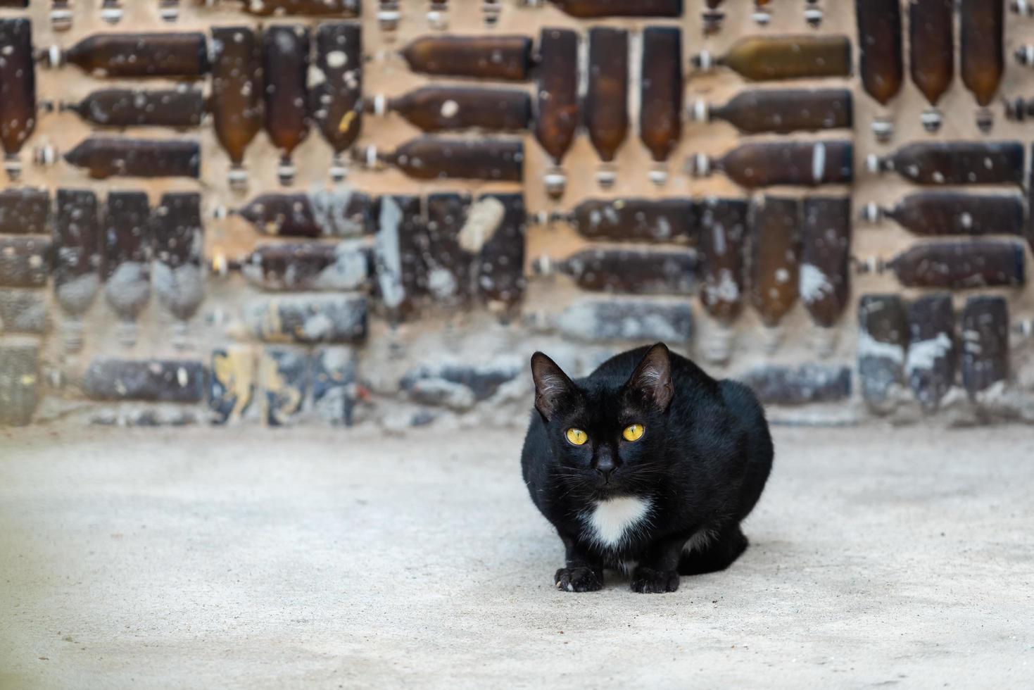 svart katt med gula ögon stirrar på flaskväggens bakgrund. foto