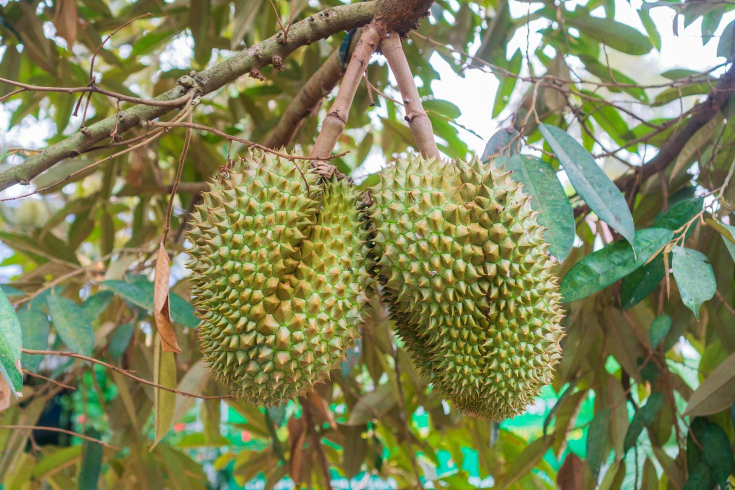 durian i trädgården i landet thailand foto