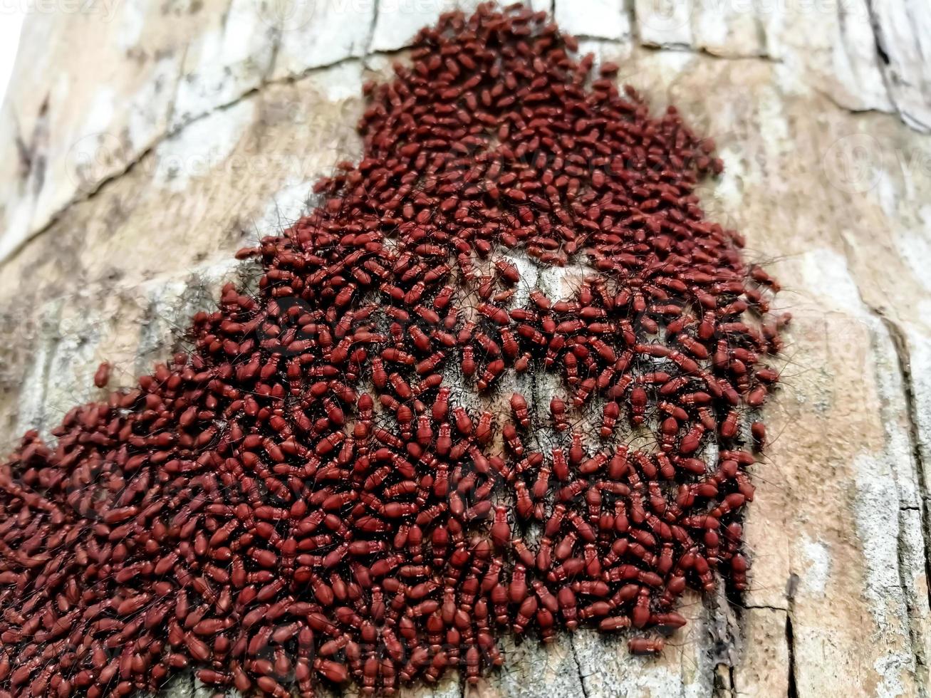 den scharlakansröda liljebaggen, röd liljebagge eller liljebladbaggen, lilioceris lilii foto