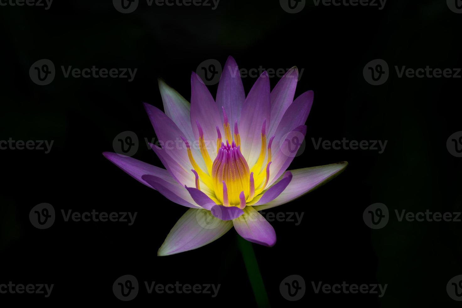 den blommande vackra lotus lila kronblad gul pollen blomma isolerad på svart bakgrund foto