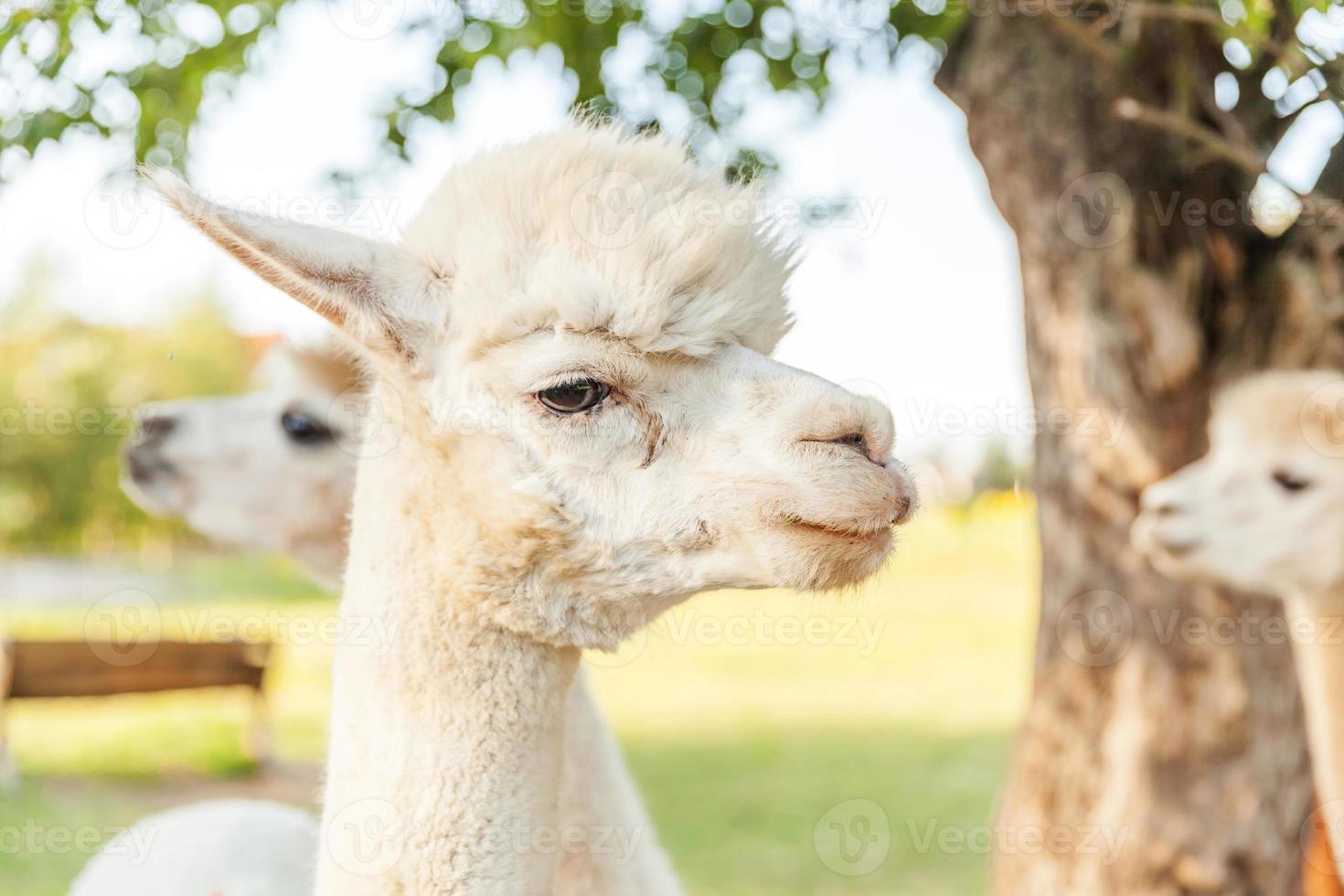 söt alpacka med roligt ansikte som kopplar av på ranch på sommardagen. inhemska alpackor som betar på betesmark i naturlig eco-gård landsbygdsbakgrund. djurvård och ekologiskt jordbruk koncept foto