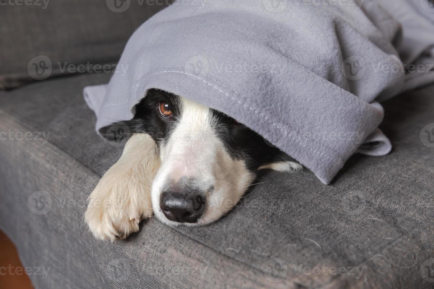 rolig hundvalp border collie liggande på soffan under pläd inomhus. liten husdjurshund hemma håller sig varm gömmer sig under filten i kall höst höst vinterväder. sällskapsdjur djurliv hygge humör koncept foto