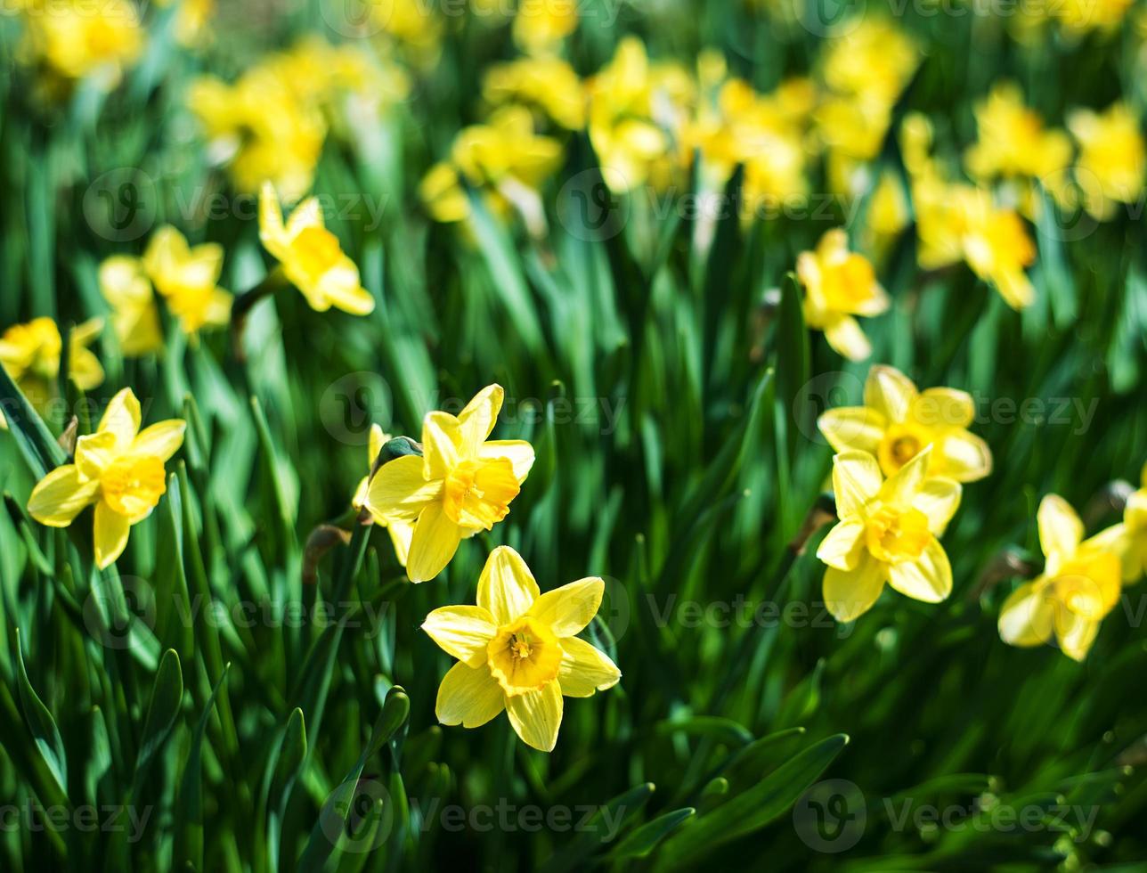 vackra gula påskliljor narcisser foto