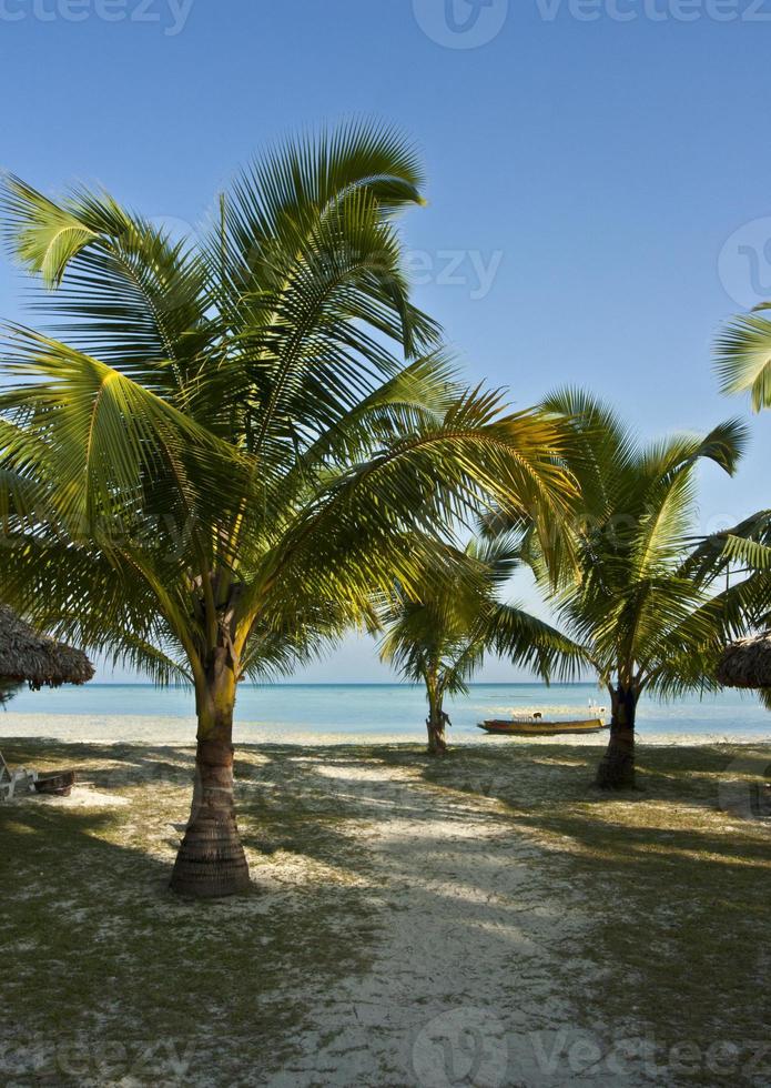 skuggig strand vid solnedgången på Andamanöarna, Indien foto