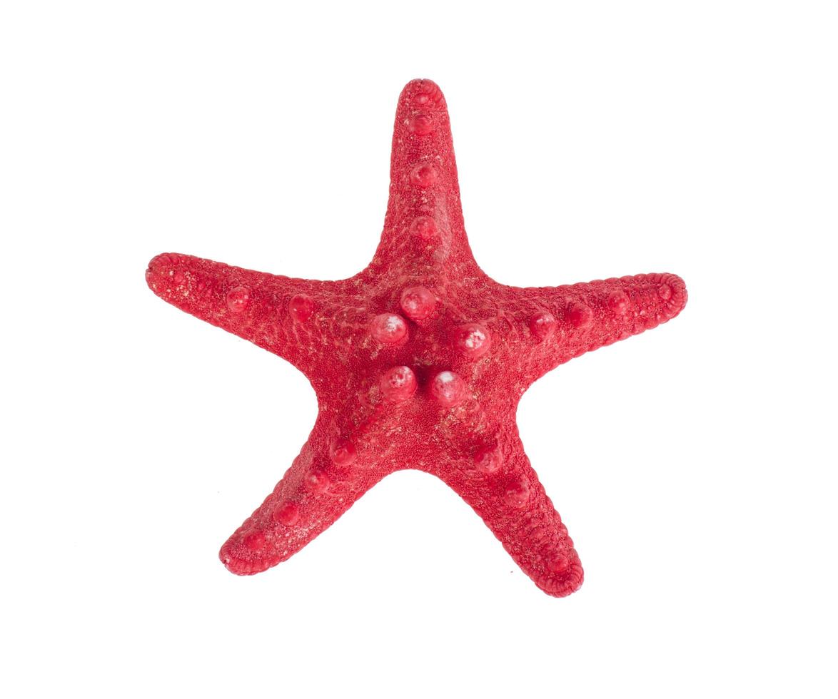 torkad röd sjöstjärna på vitt. Foto