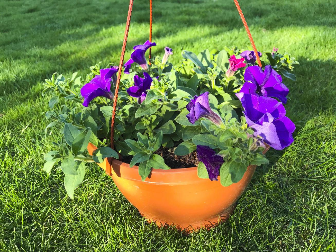 hängande blomkrukor med blommor på grönt gräs på solig dag foto