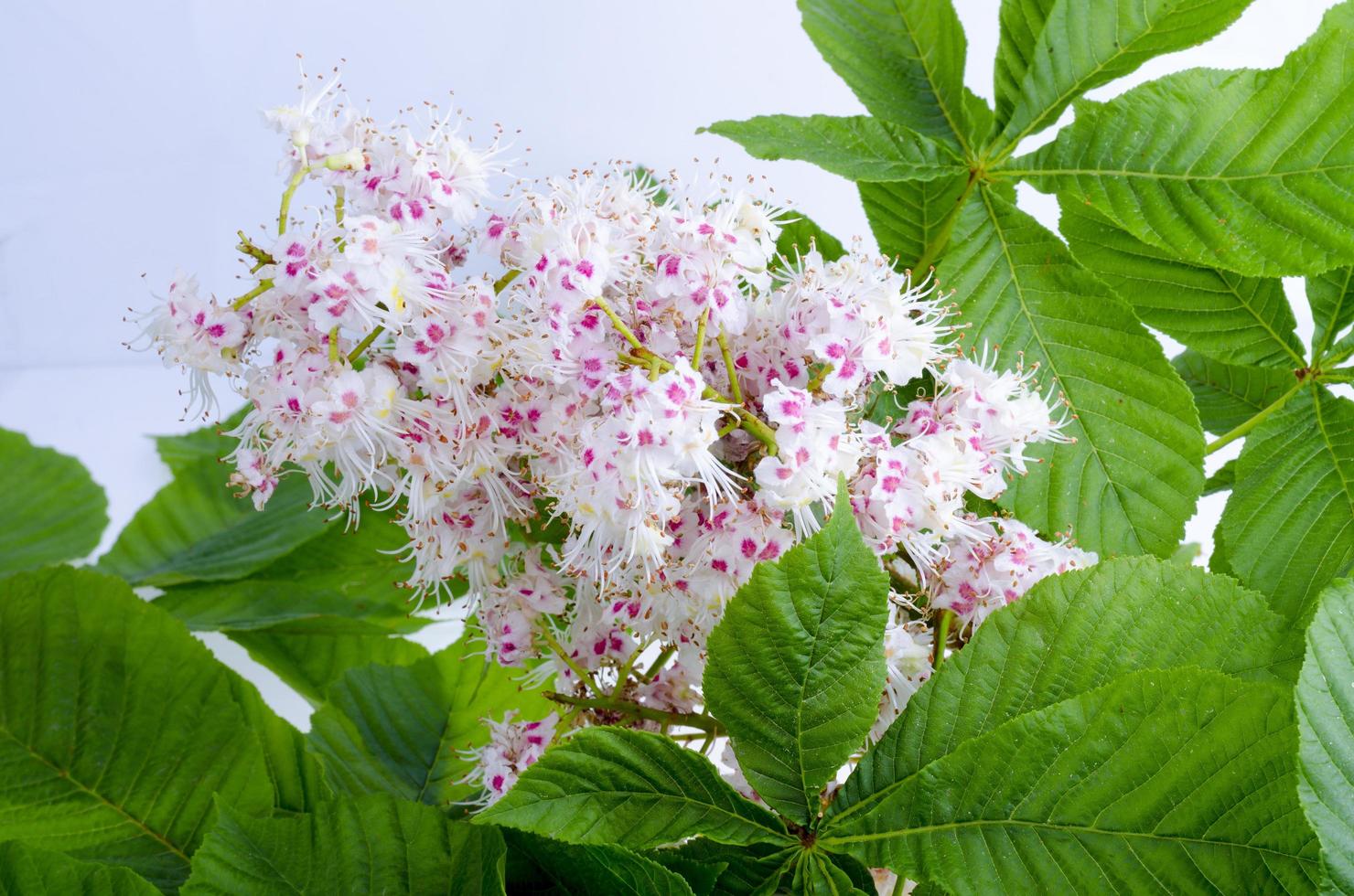 kastanj gren med löv och blomma på ljus bakgrund foto