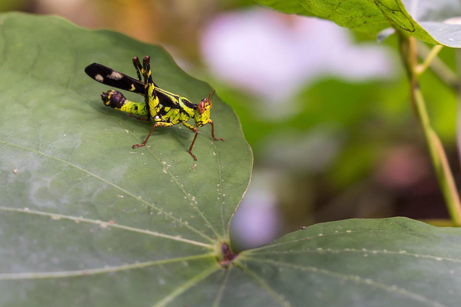 makro gräshoppa lever på löv av gräs på natur bakgrund, selektiv inriktning. foto