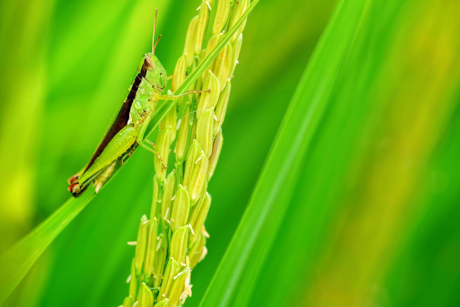 makro vy av ris gräshoppa liv på ris bakgrund, selektiv inriktning. foto