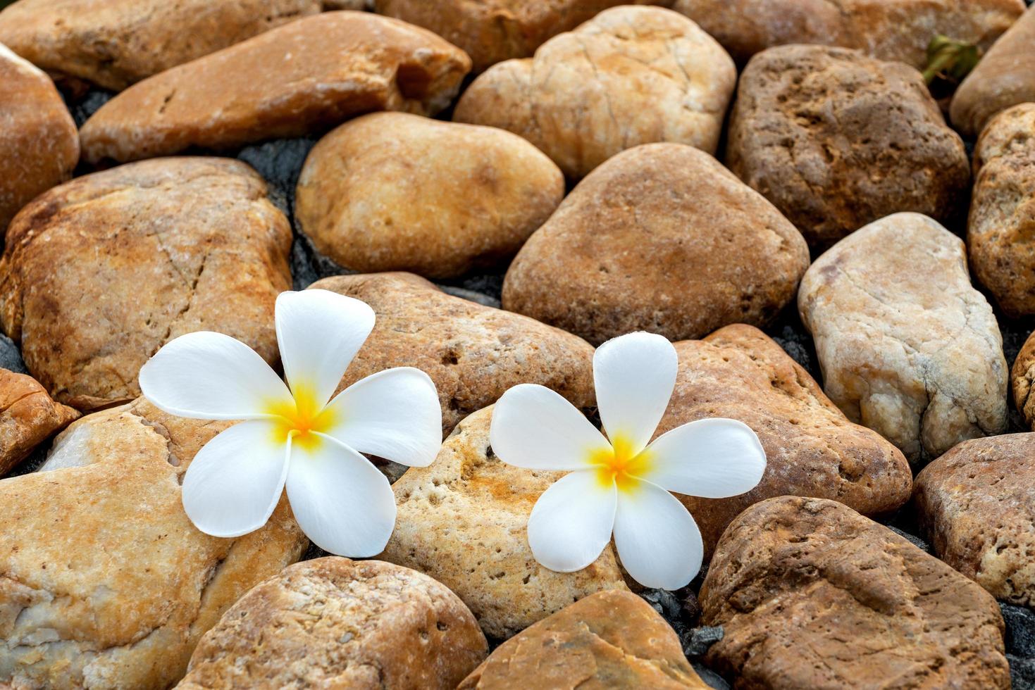 skönhet plumeria blomma foto