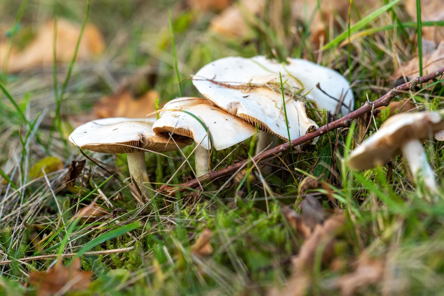 närbild av flera vita lamellsvampar mellan gräs och löv foto