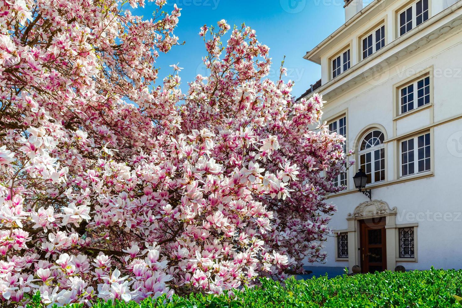 vacker rosa magnolia i strasbourg, våren, alsace foto