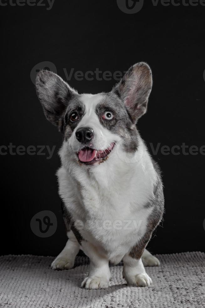 vacker grå corgi hund med olikfärgade ögon närbild känslomässiga porträtt foto