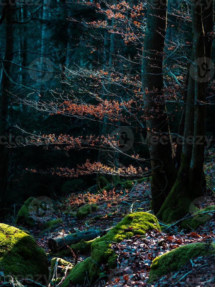 ljusa höstfärger i vogeserna. alsace. foto