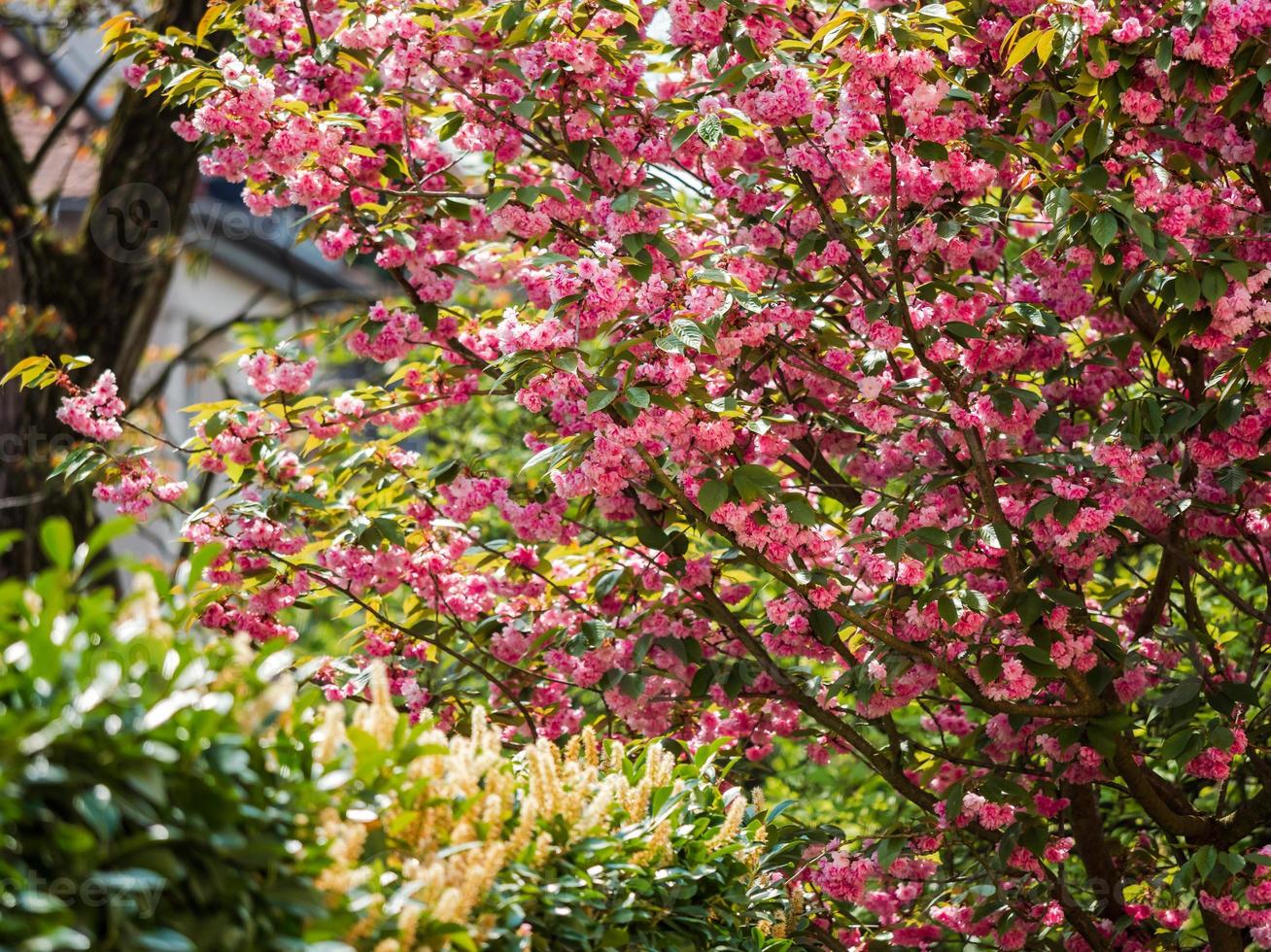 sakura blossom fantastiska rosa klasar av blommor. soligt väder. strasbourg. komforten och skönheten hos en vårdag i ett lugnt kvarter i staden. foto