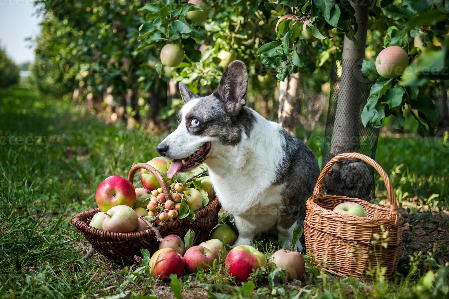 en corgihund ligger nära en korg med mogna äpplen i en stor äppelodling foto