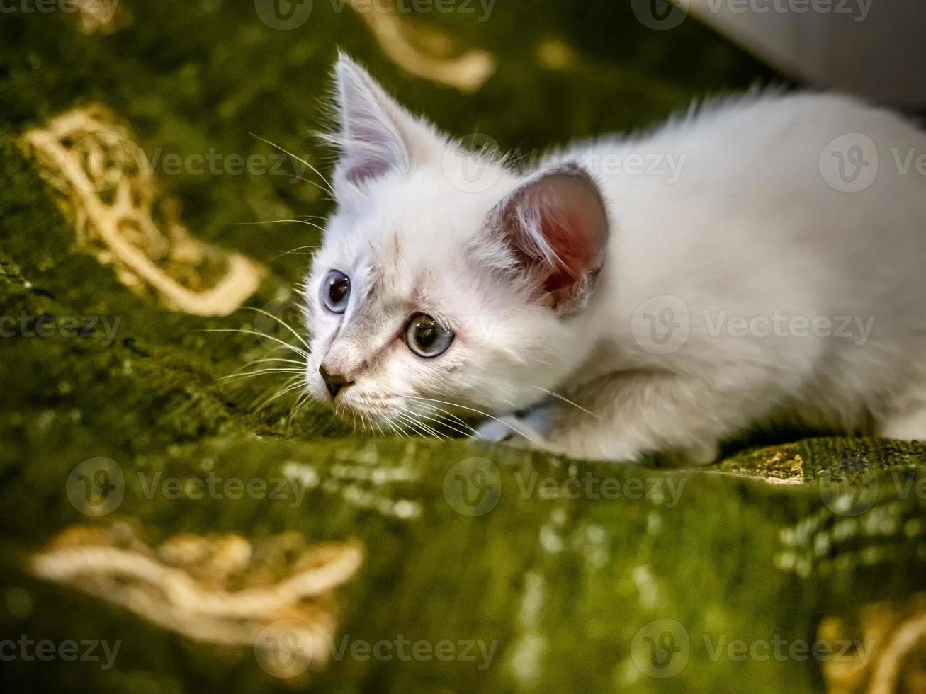vit kattunge med blå ögon på en soffa foto