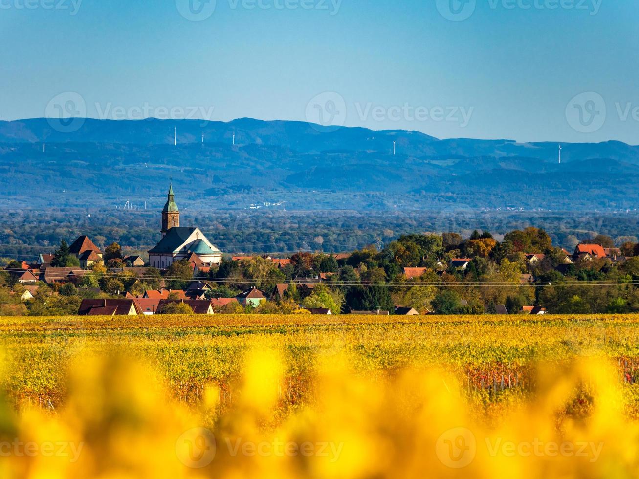 mycket vackra gula alsace-vingårdar på hösten, efter druvskörden. foto