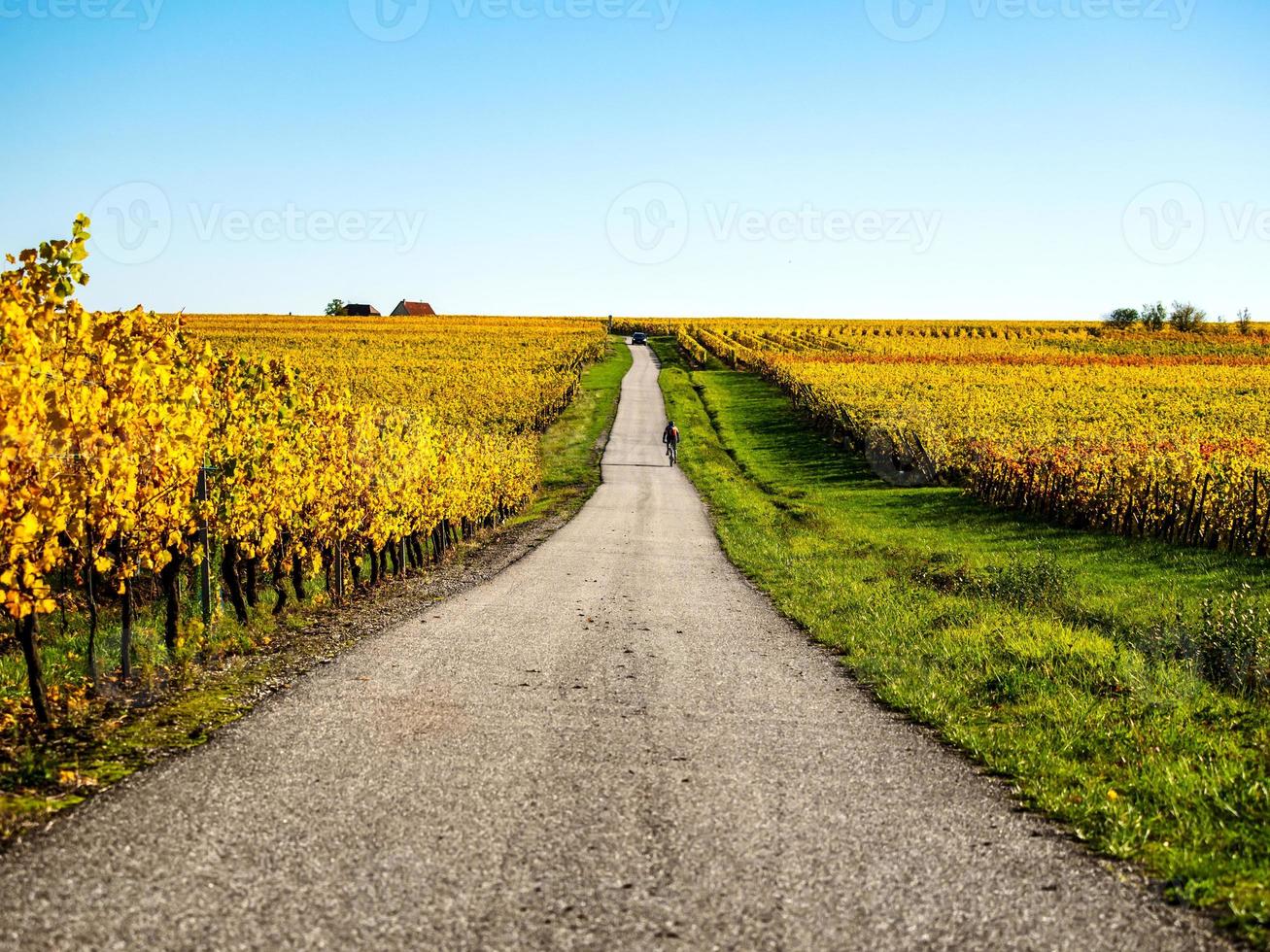 mycket vackra gula alsace-vingårdar på hösten, efter druvskörden. foto